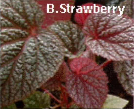 B. ‘Strawberry’